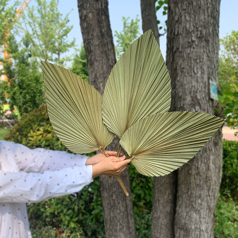Palm Leaf Dried - 1Pcs Natural Dried Palm Leaf Olive