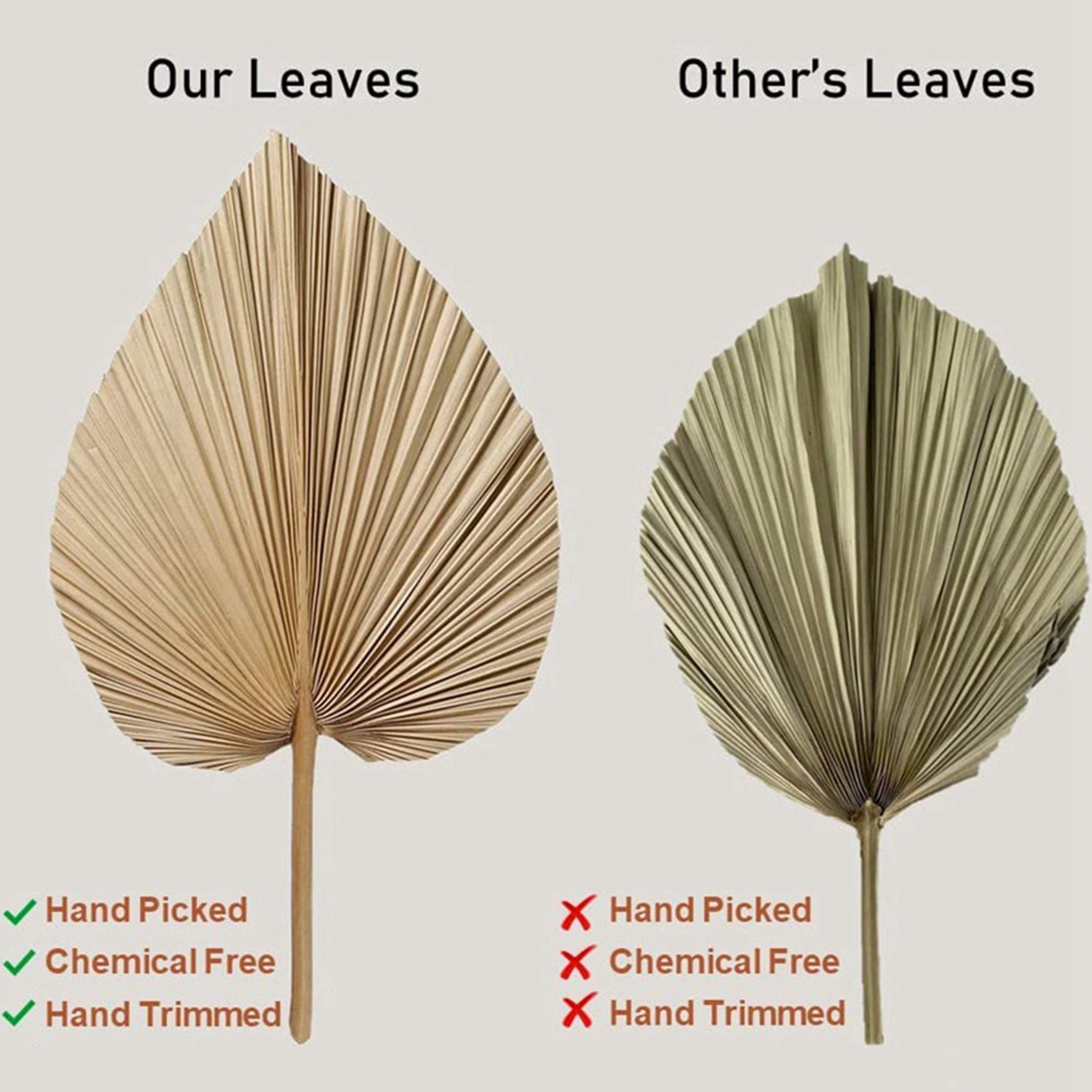8 Pieces Natural Dried Palm Le – обзор и цена Palm Leaf Dried