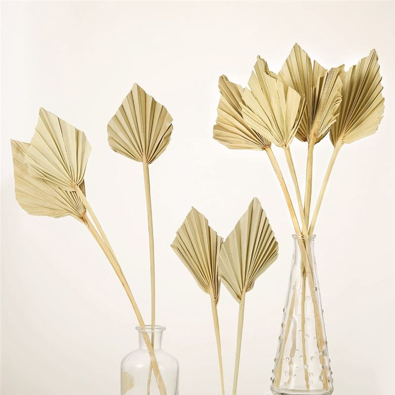 ABYN-Boho Dried Palm Spears Sm – обзор и цена Palm Leaf Dried