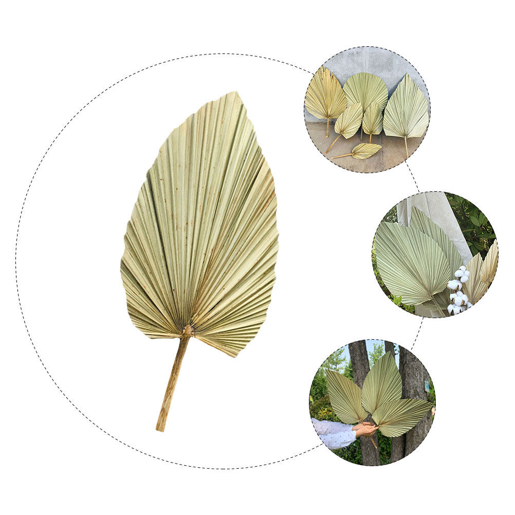 1Pcs Natural Dried Palm Leaf O – обзор и цена Palm Leaf Dried