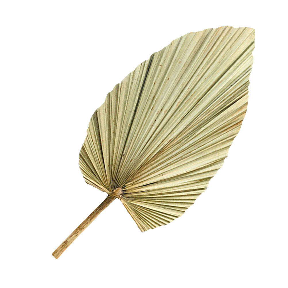 1Pcs Natural Dried Palm Leaf O – обзор и цена Palm Leaf Dried