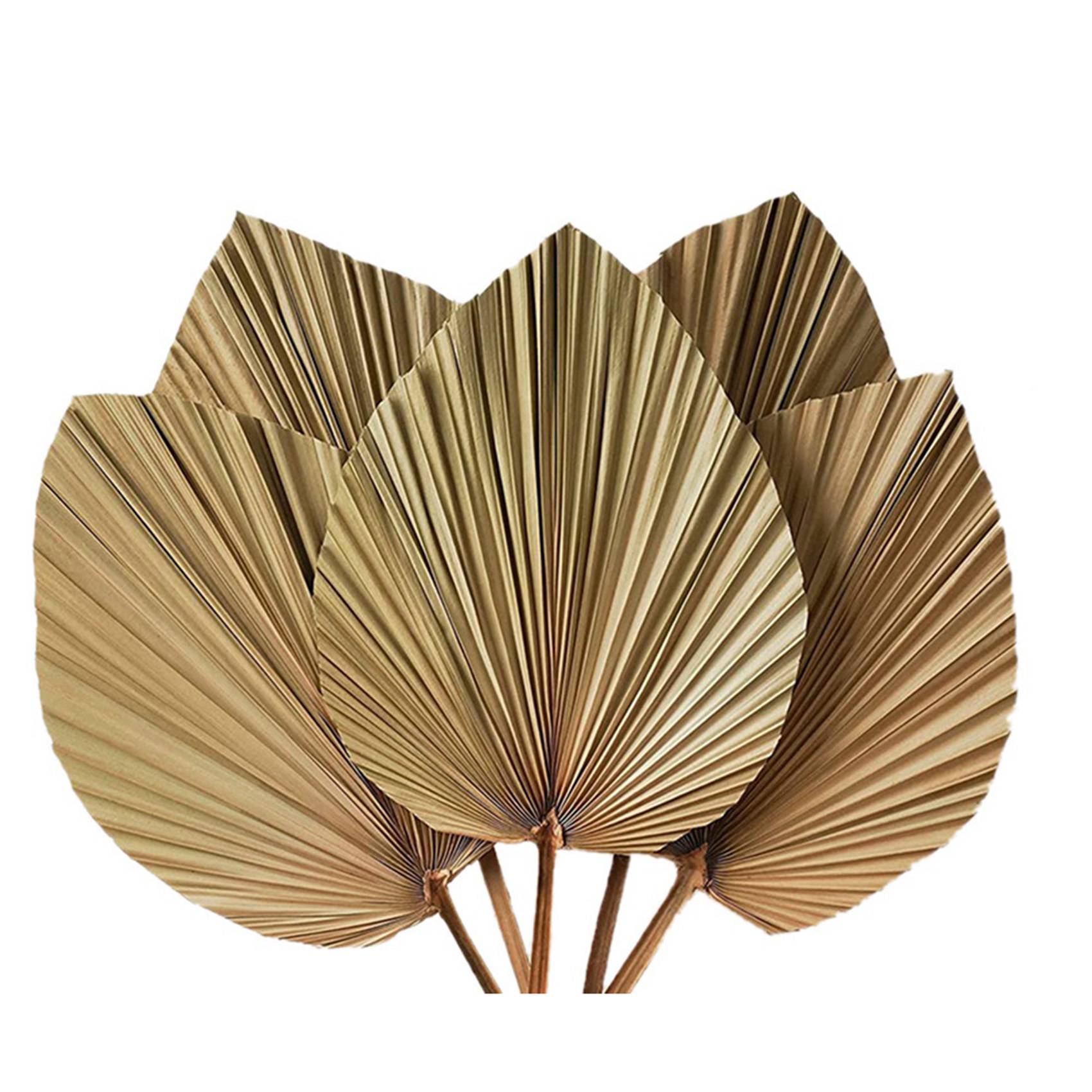 Dried Palm Leaves Room Decor 1 – обзор и цена Palm Leaf Dried