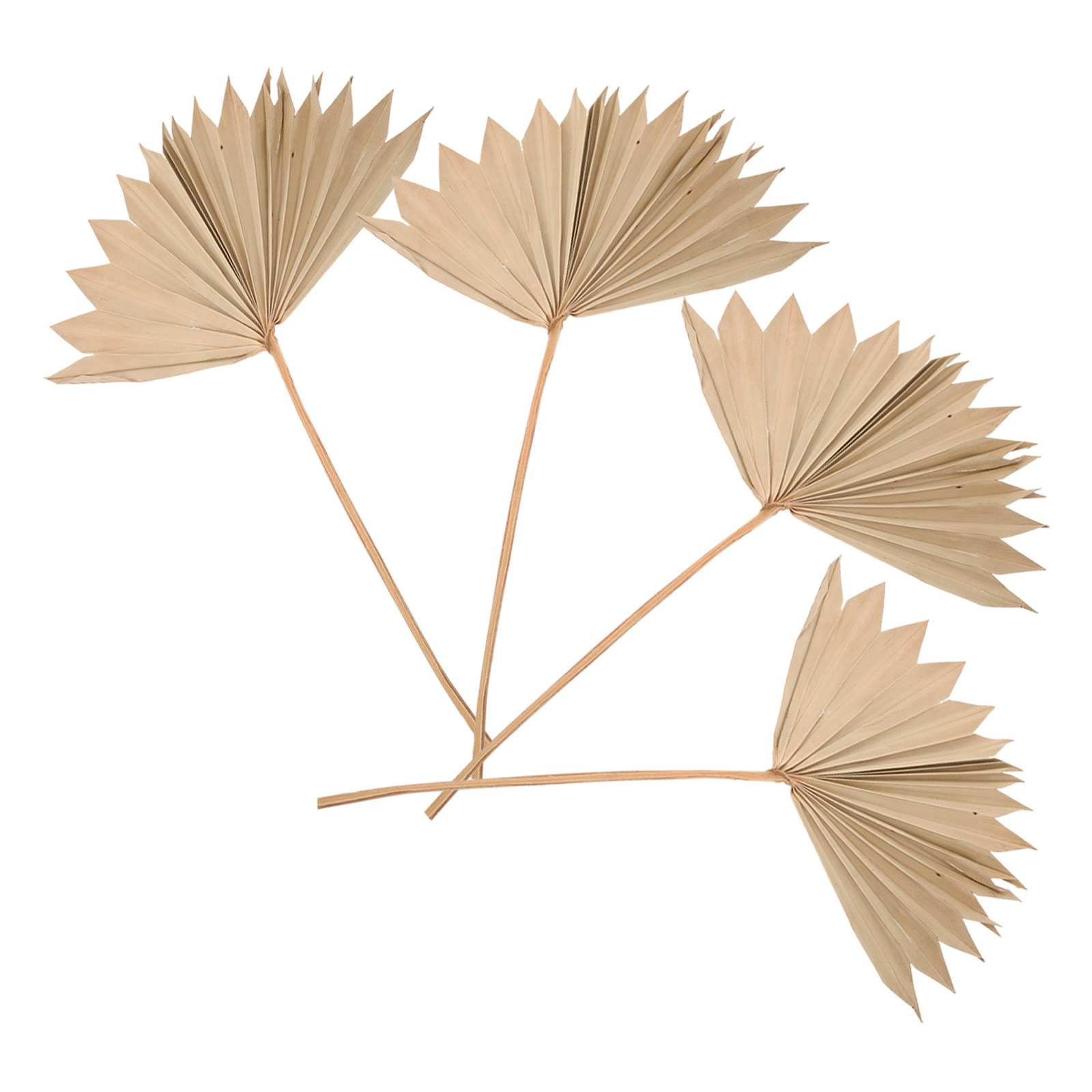 4Pcs Dried Palm Leaf Decoratio – обзор и цена Palm Leaf Dried